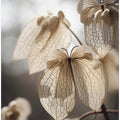 Ethereal Petals