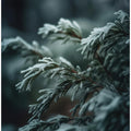 Frosted Serenity