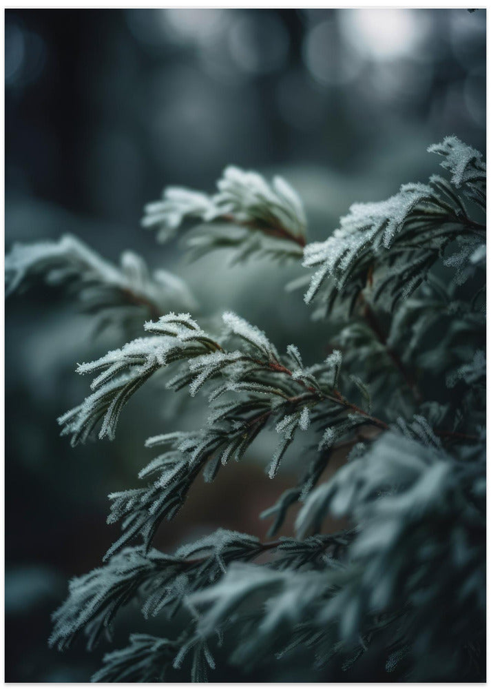 Frosted Serenity