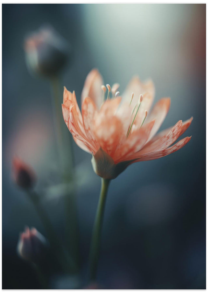 Petals in Twilight