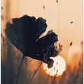 Petals at Dusk