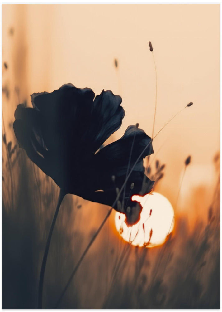 Petals at Dusk