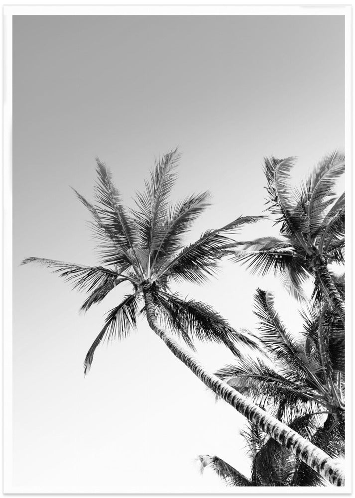 Tropical Silhouettes