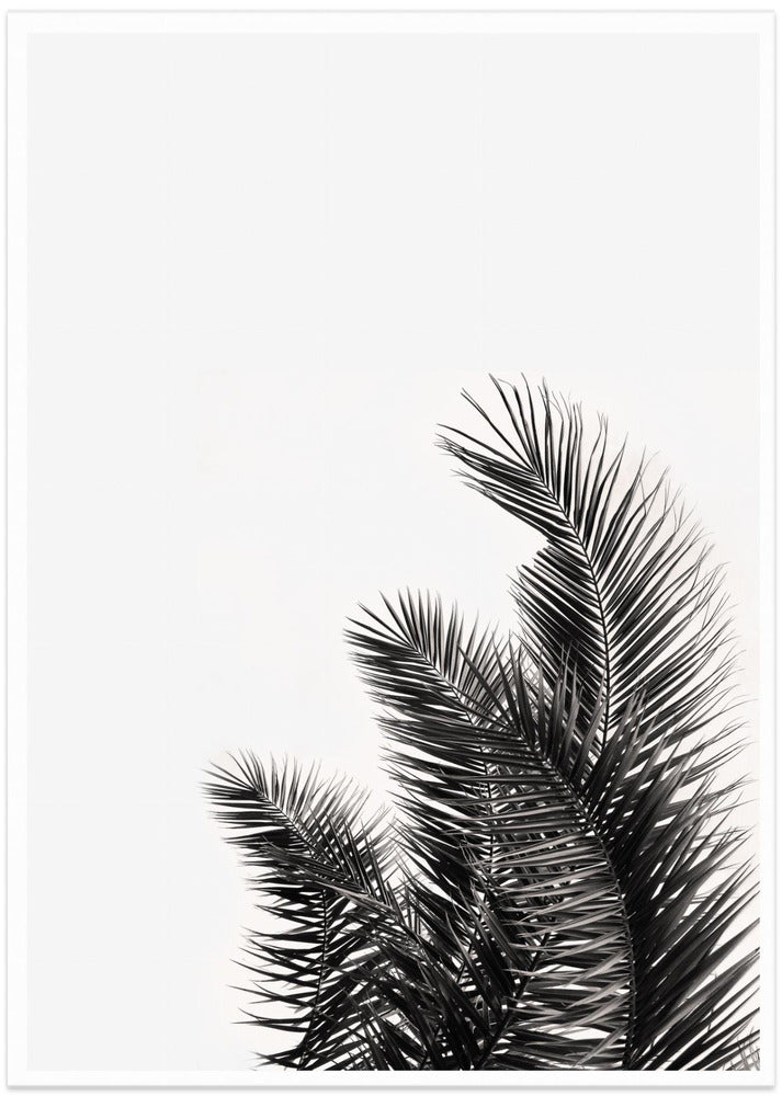 Palm Whisper