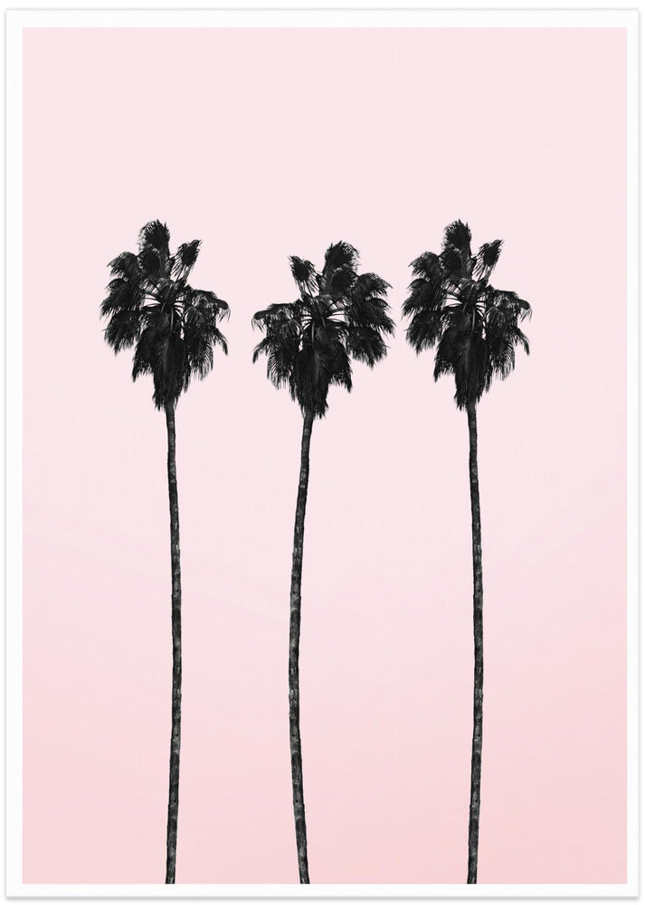 Three Tall Palms