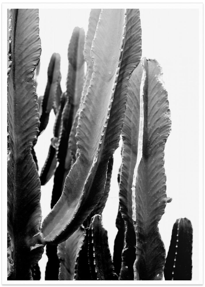 Cactus Elegance