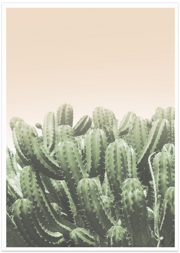 Desert’s Embrace