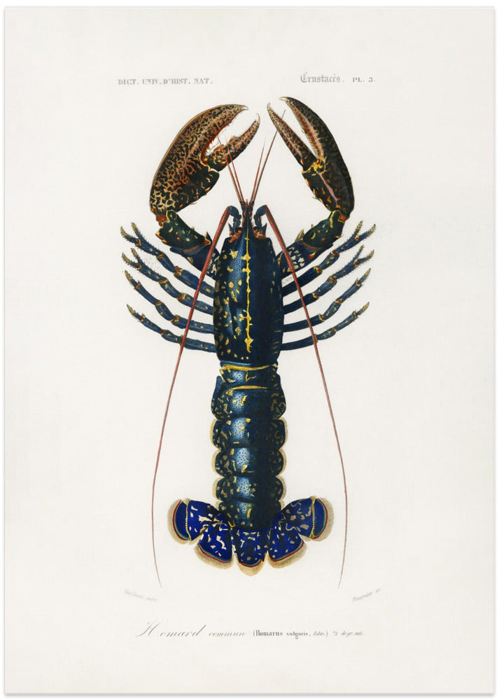 Crimson Crawfish