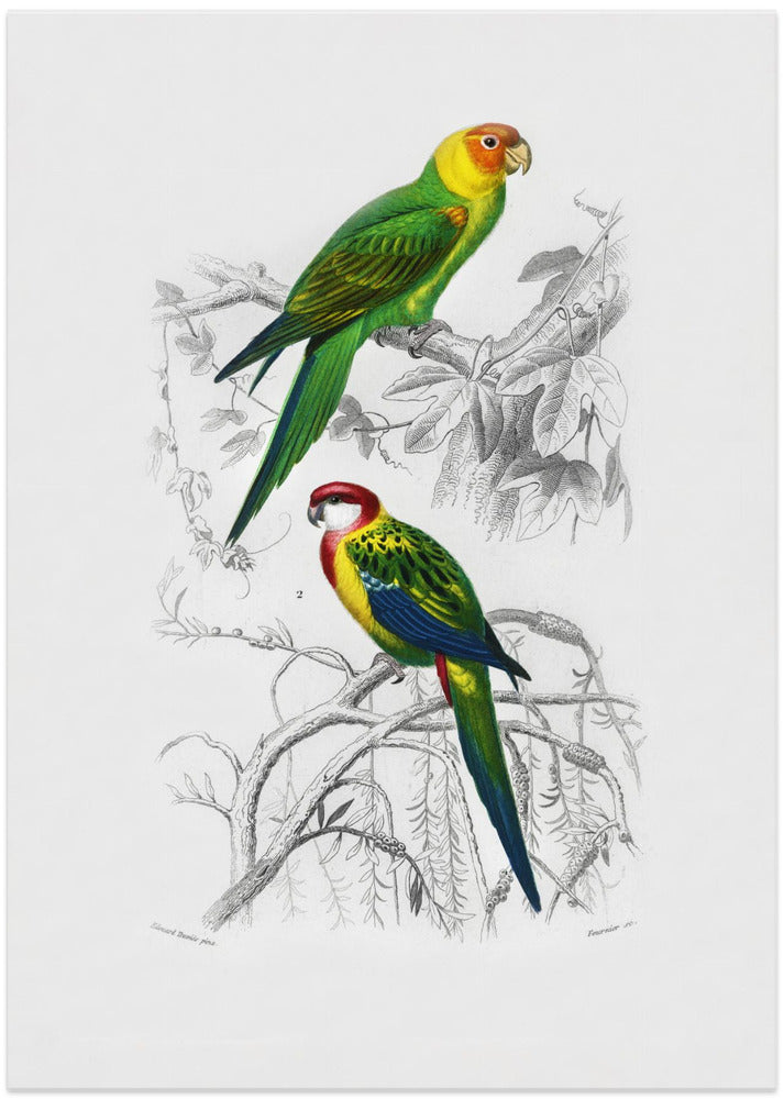 Birds