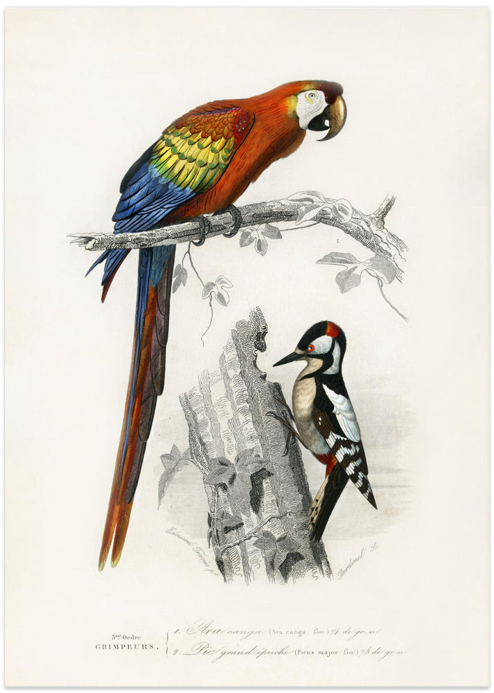 Birds II