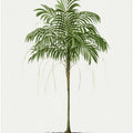 Ii Areca Monostachya