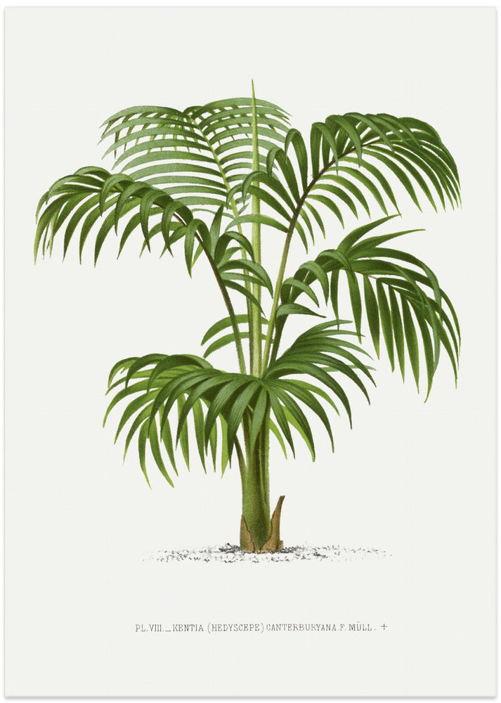 Kentia Vii