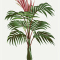 Kentiopsis