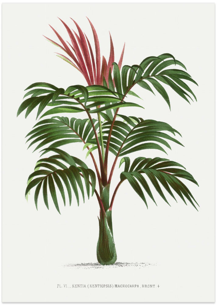 Kentiopsis