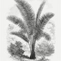 Vintage Palm Tree Drawing Vii