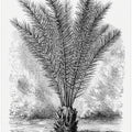 Vintage Palm Tree Drawing Xiii