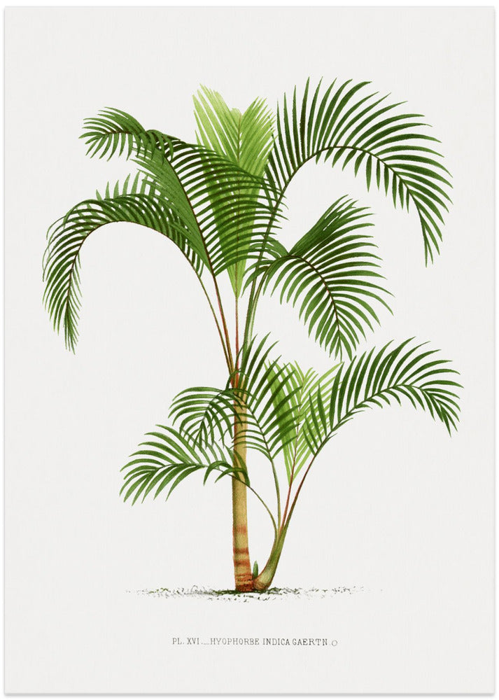 Xvi Hyophorbe I