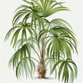 Xxiv Acanthorhiza Aculeata
