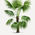 Xxvi Trithrinax B