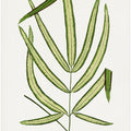 Pteris Cretica Leaf Illustration