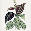 Green Bignonia Argyro Violascens Leaf Illustration