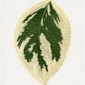 Hydrangea Japonica Variegata Leaf Illustration