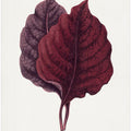Pink Amarantus Leaf Illustration