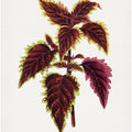 Pink Coleus Leaf Illustration