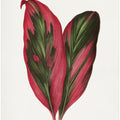 Pink Dracaena Terminalis Leaf Illustration