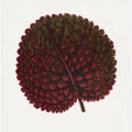 Pink Gesneria Exoniensis Leaf Illustration