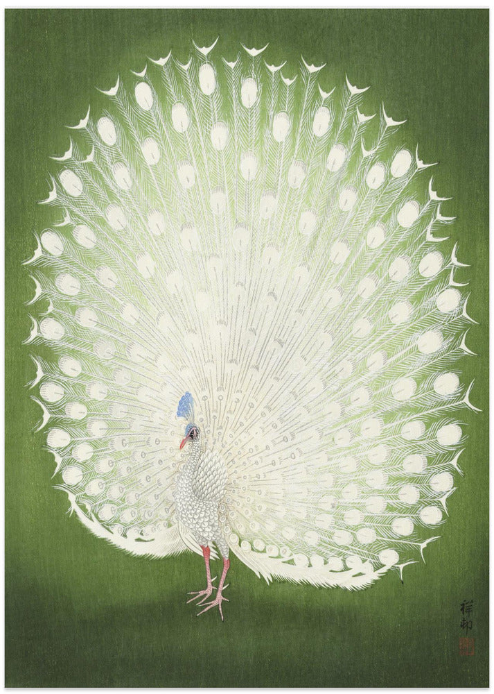 Peacock 50x70