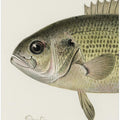 Rock Bass Crop