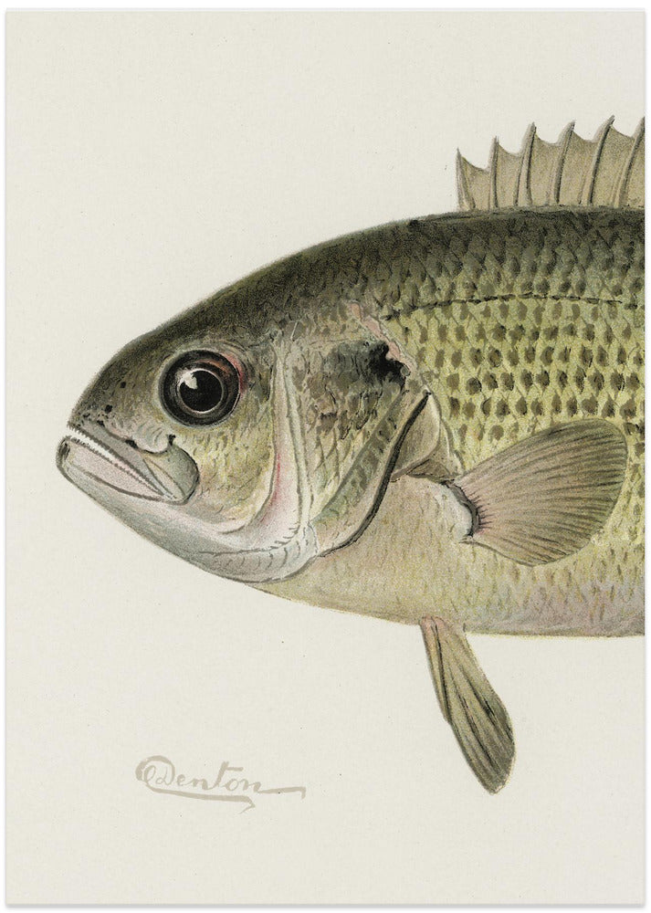 Rock Bass Crop