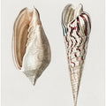 Two Mollusks Crop II