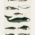 Vintage Whale Poster