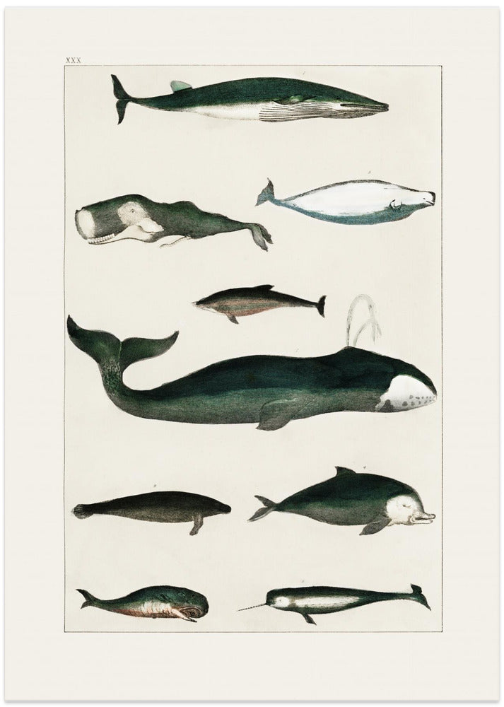 Vintage Whale Poster