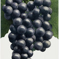 Art Prints of Campbell's Early Grape Lithograph