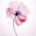 Art Prints of Bertha