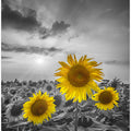 Yellow pop sunflowers