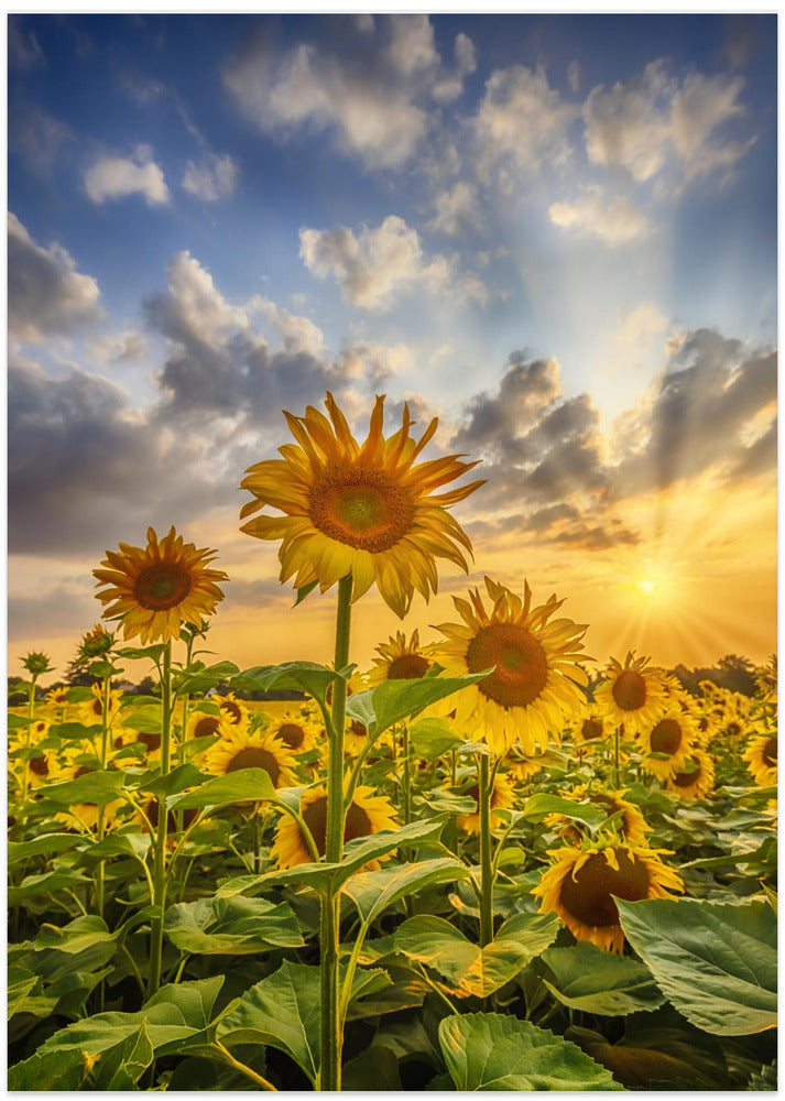 Sunflower field at sunset
