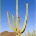 SAGUARO NATIONAL PARK Giant Saguaro