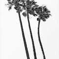 Art Prints of Summer idyll with palm trees