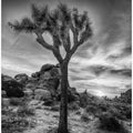 Art Prints of Charming sunset in Joshua Tree National Park