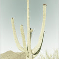 SAGUARO NATIONAL PARK Vintage Giant Saguaro