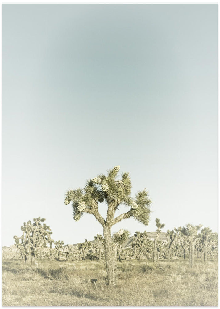 Vintage Joshua Tree National Park