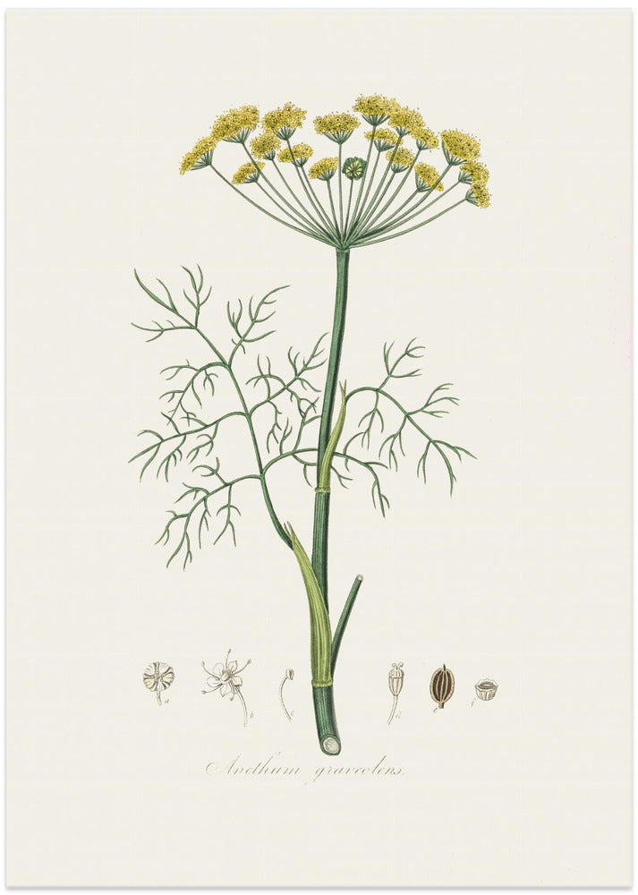 Art Prints of Dill (anethum Graveolens)  Medical Botany