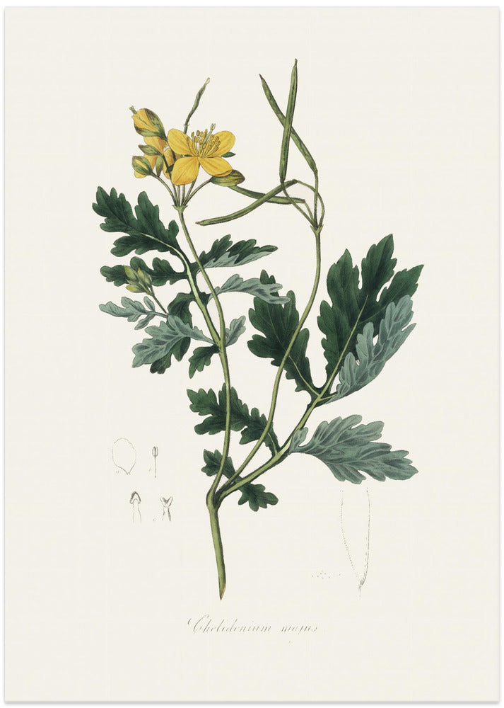 Art Prints of Greater Celandine (chelidonium Majus) Medical Botany