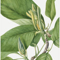 Art Prints of Cucumbertree 1922