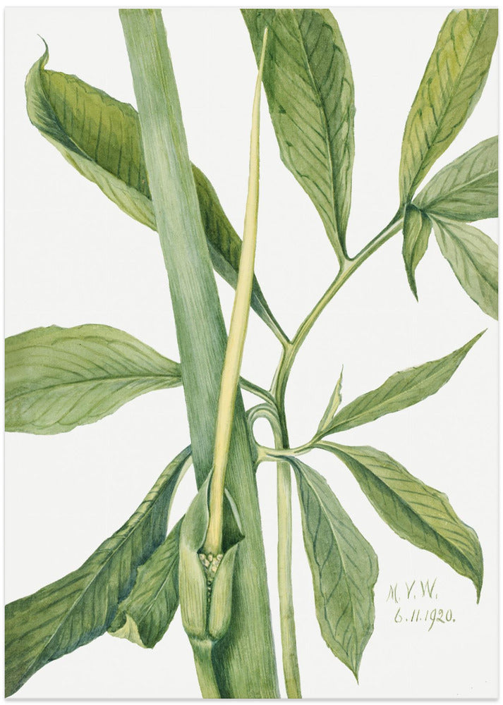 Greendragon (1920)