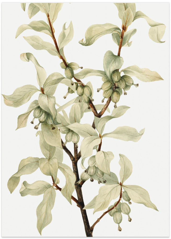 Silverberry (1922)